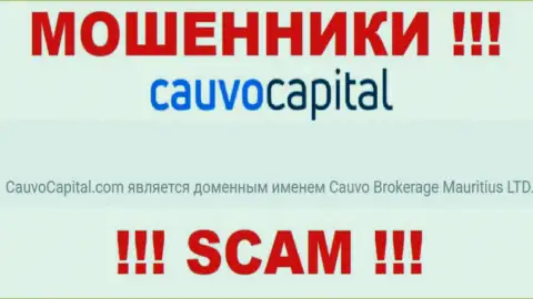 Аферисты Cauvo Capital принадлежат юридическому лицу - Cauvo Brokerage Mauritius LTD